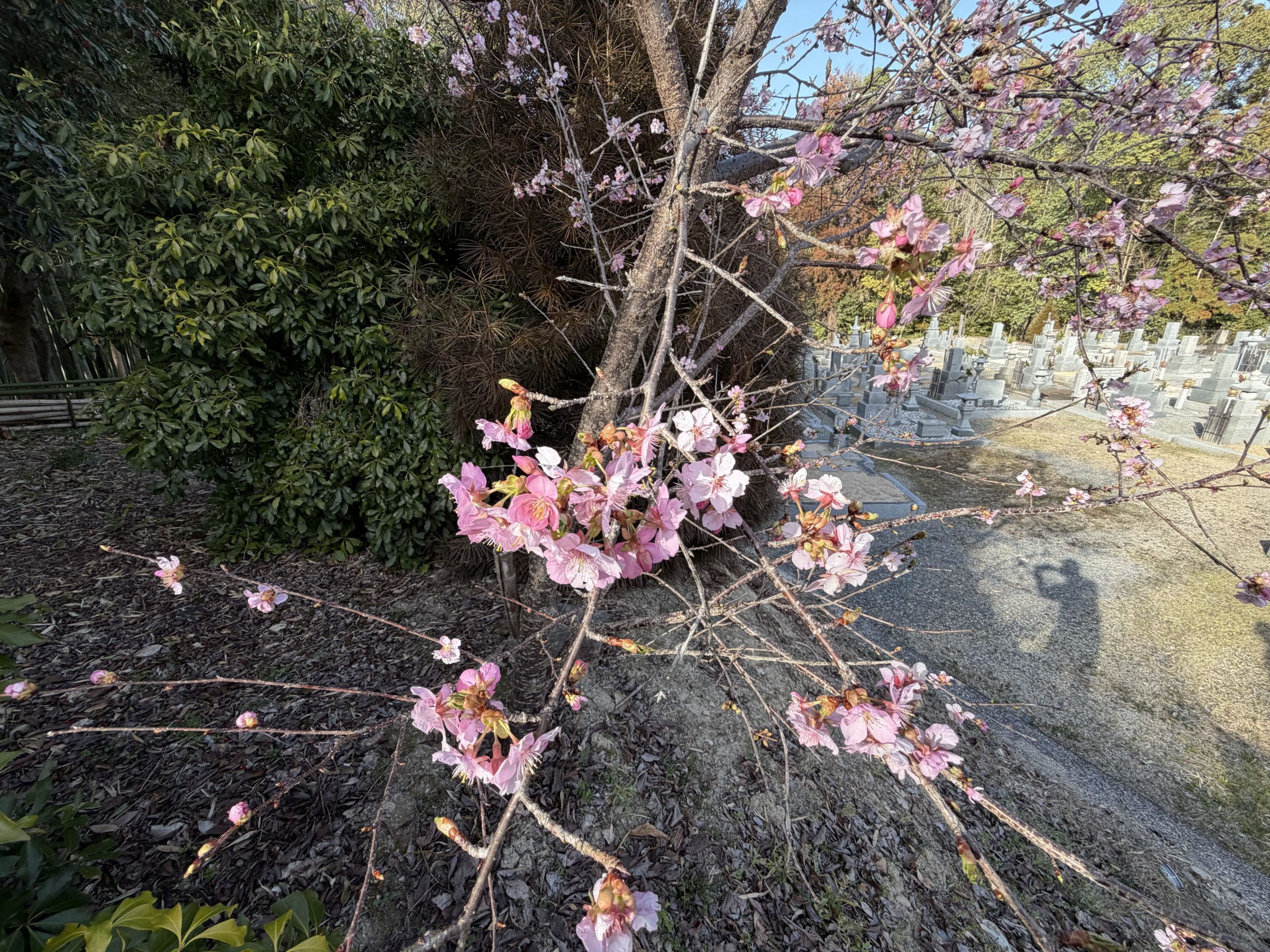 Read more about the article 【感謝と感動】堺市・畑墓地での「お墓じまい」の完遂